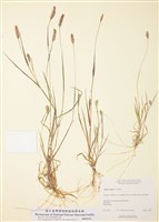 藏品(狗尾草)的圖片